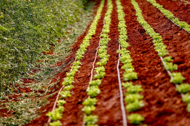 Aracılar ortadan kalktı, üreticinin yüzü Dijital Tarım Pazarı ile güldü